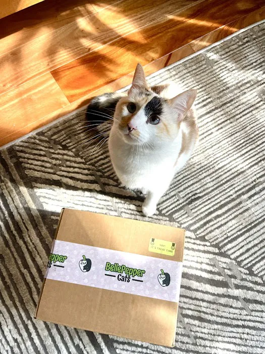 BellePepper Cats LLC Picture 4