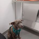 ASPCA Community Veterinary Clinic