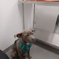 ASPCA Community Veterinary Clinic ico
