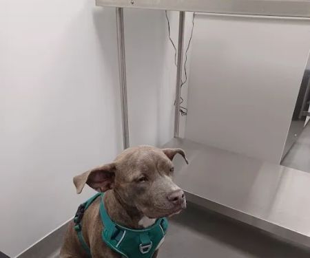 ASPCA Community Veterinary Clinic