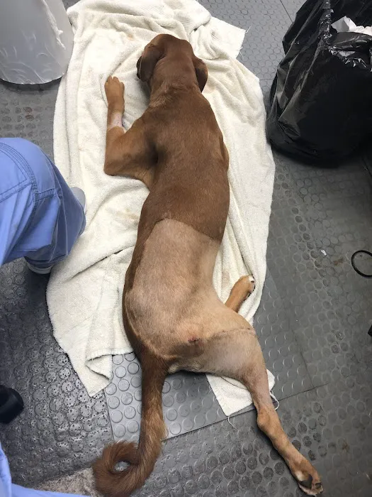 Animal Medicine & Surgery Clinic Picture 4