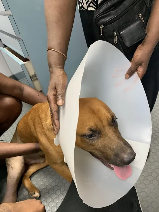Animal Medicine & Surgery Clinic Picture 1