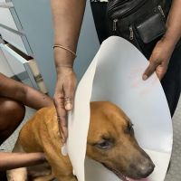 Animal Medicine & Surgery Clinic ico
