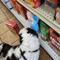 Petland Discounts - LI City ico