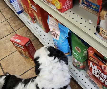 Petland Discounts - LI City