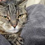 Juniper Valley Animal Hospital