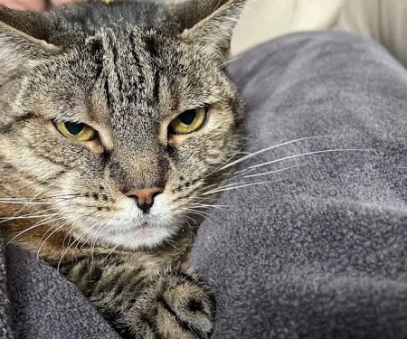 Juniper Valley Animal Hospital