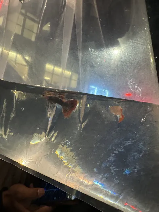 COSMO AQUARIUM Fish Store Picture 1