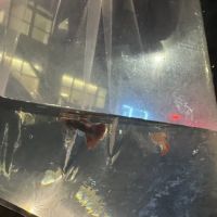 COSMO AQUARIUM Fish Store ico