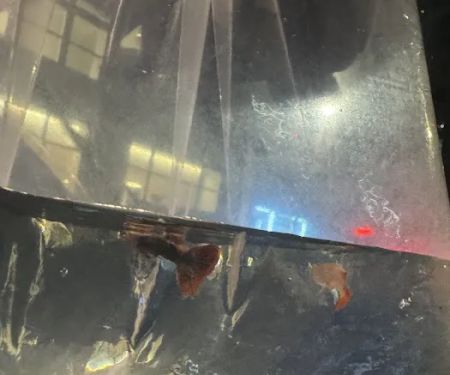 COSMO AQUARIUM Fish Store