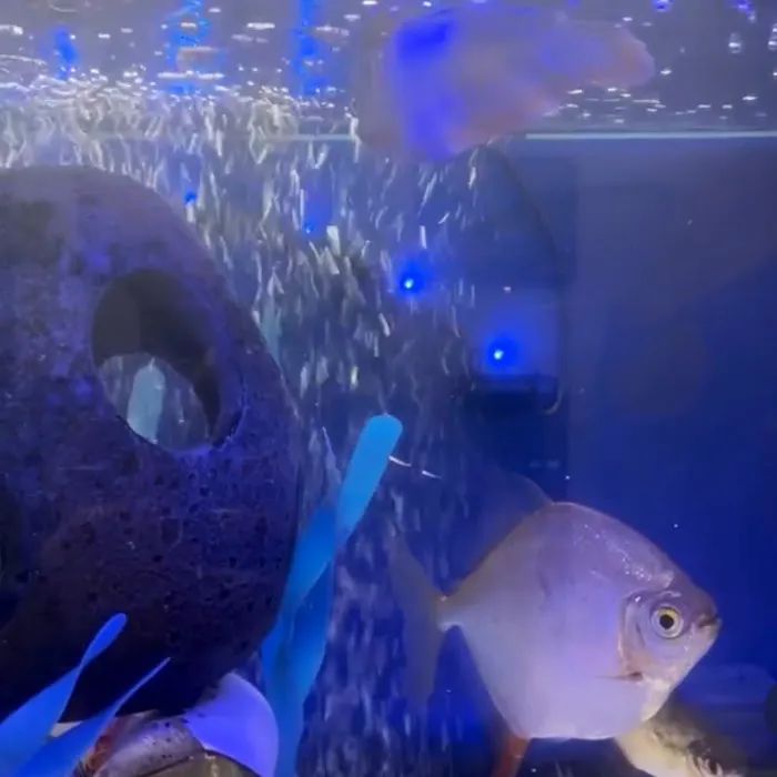 COSMO AQUARIUM Fish Store Picture 6