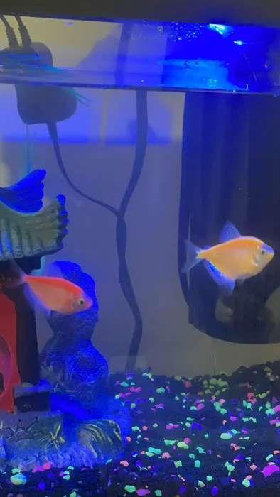 COSMO AQUARIUM Fish Store Picture 5