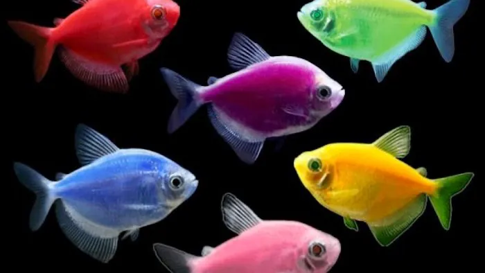 COSMO AQUARIUM Fish Store Picture 2