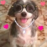 A Animal Clinic of Queens: Thomas Robert W DVM