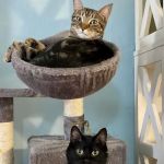 Animal Clinic of Queens