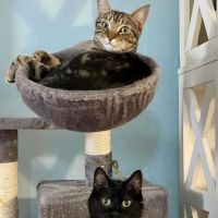 Animal Clinic of Queens ico