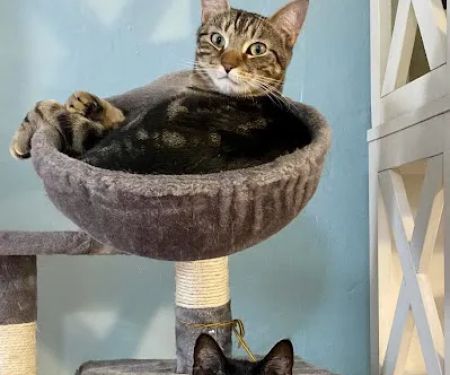 Animal Clinic of Queens