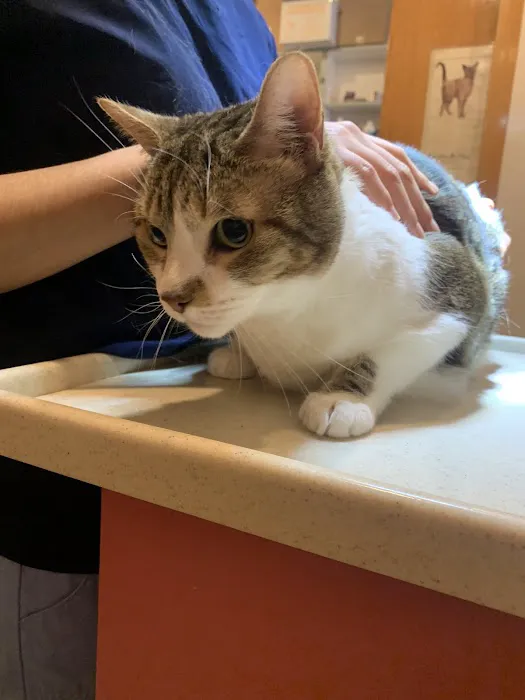 Animal Clinic of Queens Picture 5