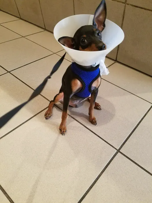 Animal Clinic of Queens Picture 4