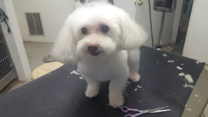 Animal Clinic of Queens Picture 10