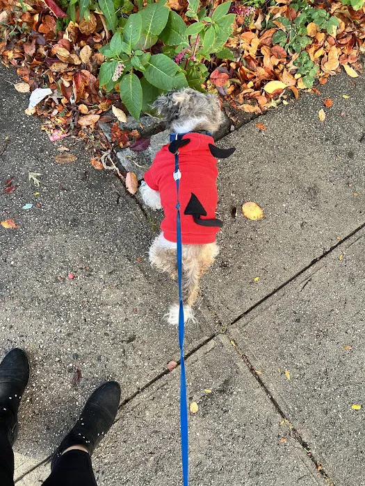 Canarsie Animal Hospital Picture 7