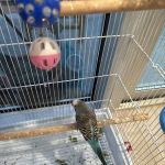 Tropical Pets Inc.
