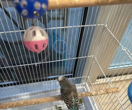 Tropical Pets Inc.