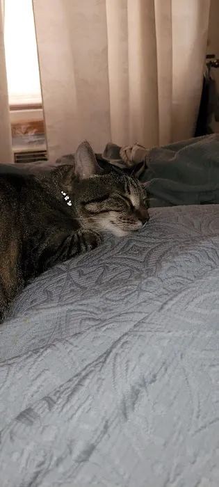 Forest Hills Cat Hospital Picture 7