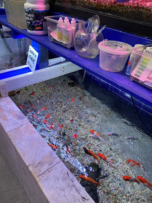 Kissena Aquarium Inc Picture 3