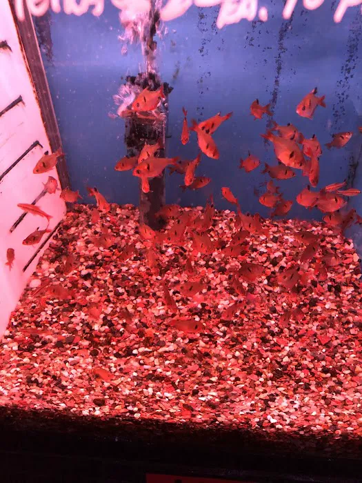 Kissena Aquarium Inc Picture 9