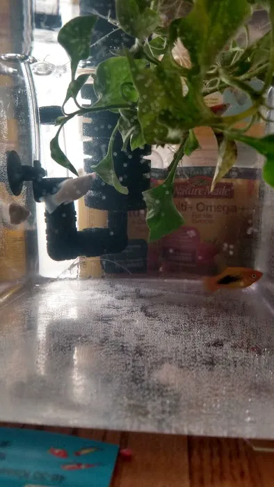 Kissena Aquarium Inc Picture 8