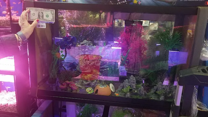Kissena Aquarium Inc Picture 7
