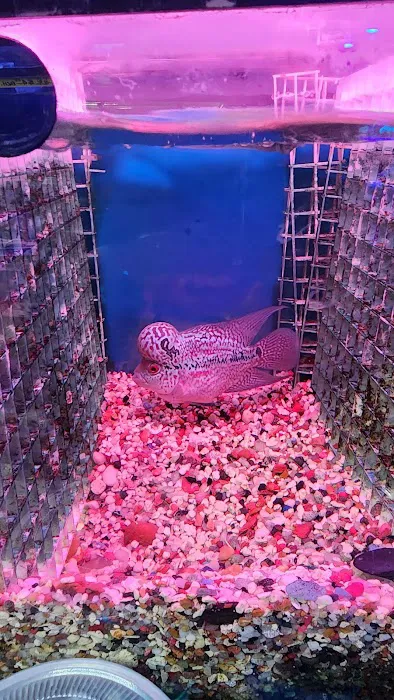 Kissena Aquarium Inc Picture 10
