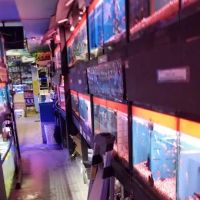 Kissena Aquarium Inc ico