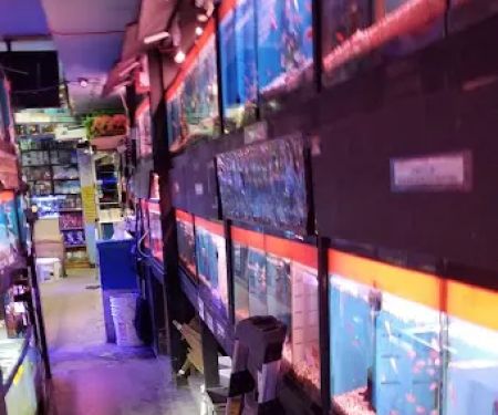 Kissena Aquarium Inc
