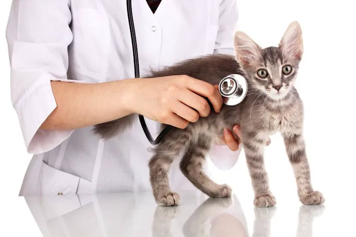 Veterinarian /USDA Vet Picture 8