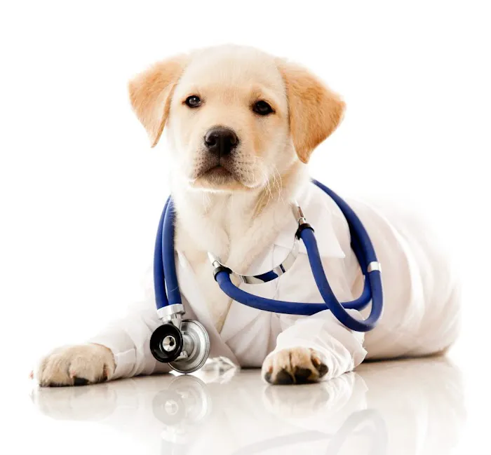 Veterinarian /USDA Vet Picture 6