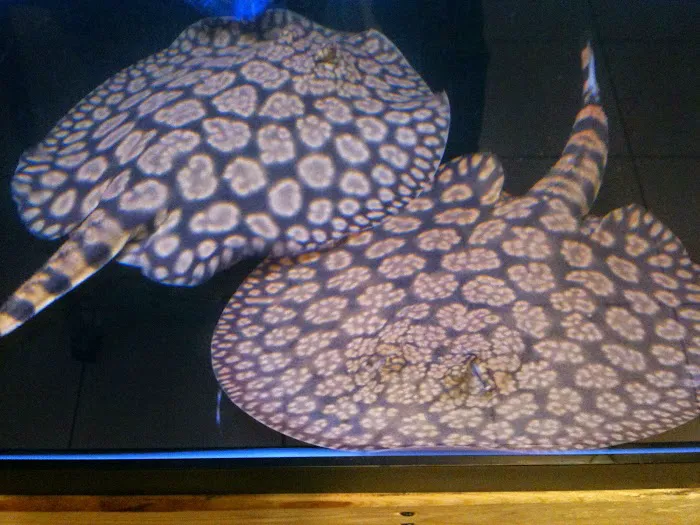 Monster Aquarium Inc - Shop in Queens New York Picture 10