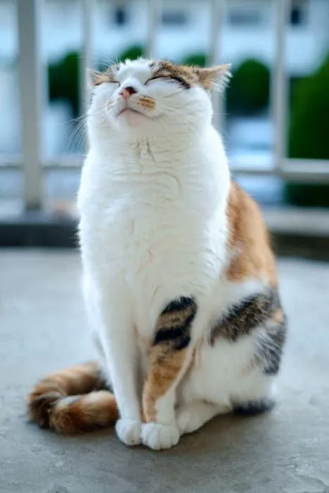 Spay Neuter Clinic Picture 9