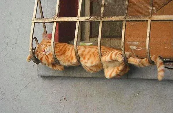 Spay Neuter Clinic Picture 5