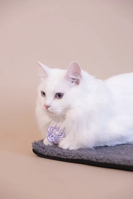 Pet Home - 萌宠之家 Picture 3