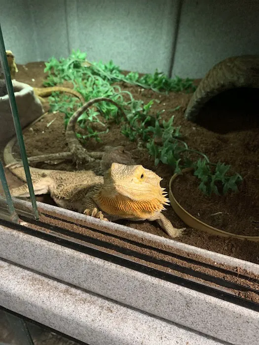 Rhonda's Reptiles Picture 6