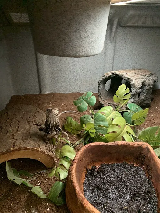 Rhonda's Reptiles Picture 8