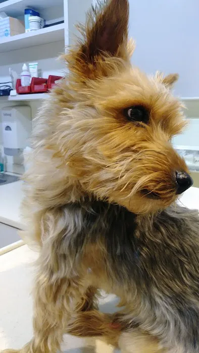 Elmhurst Animal Hospital Picture 5