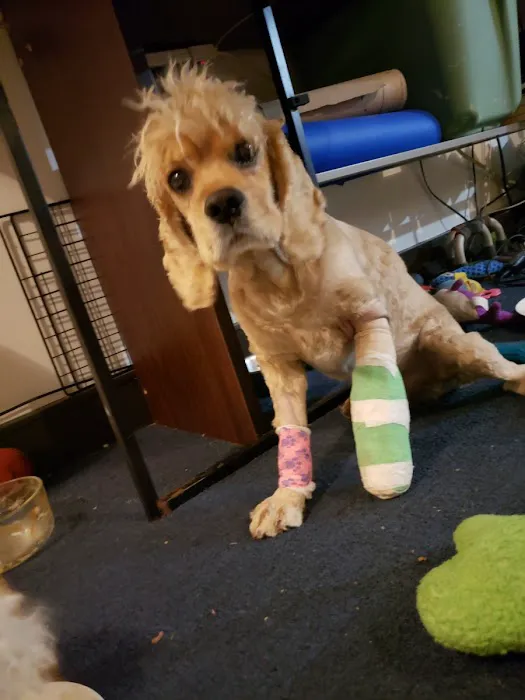Elmhurst Animal Hospital Picture 2