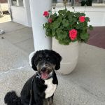 H.H.H Canine Lodge & Ranch
