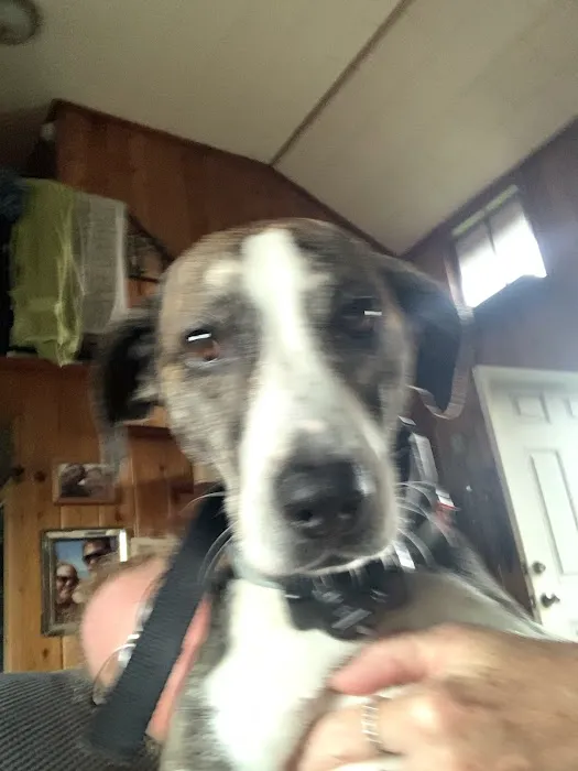 H.H.H Canine Lodge & Ranch Picture 2