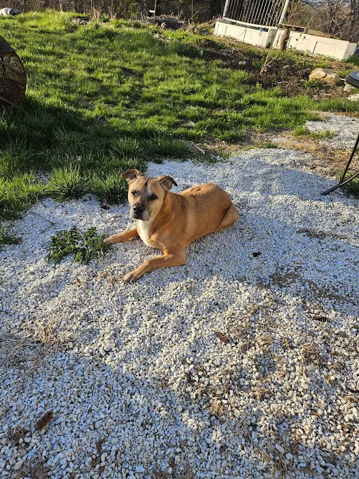 H.H.H Canine Lodge & Ranch Picture 5