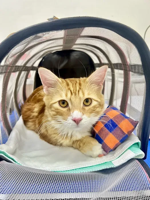 Maspeth Animal Hospital Picture 3