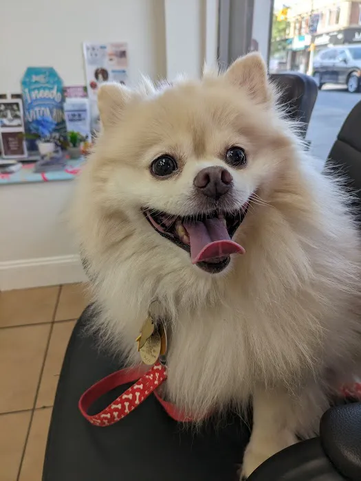 Maspeth Animal Hospital Picture 6